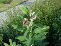 Common Milkweed